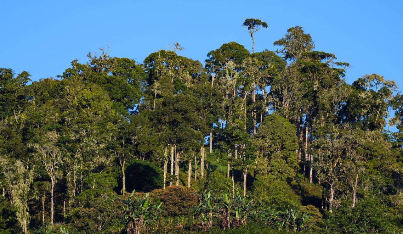 Arte De Plumas Birding Lodge Cartago Kültér fotó