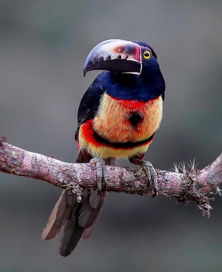 Arte De Plumas Birding Lodge Cartago Kültér fotó