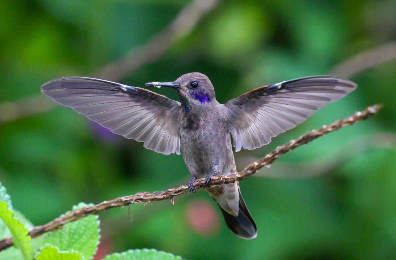 Arte De Plumas Birding Lodge Cartago Kültér fotó
