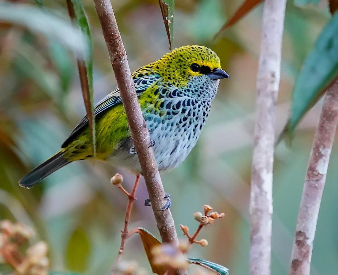 Arte De Plumas Birding Lodge Cartago Kültér fotó