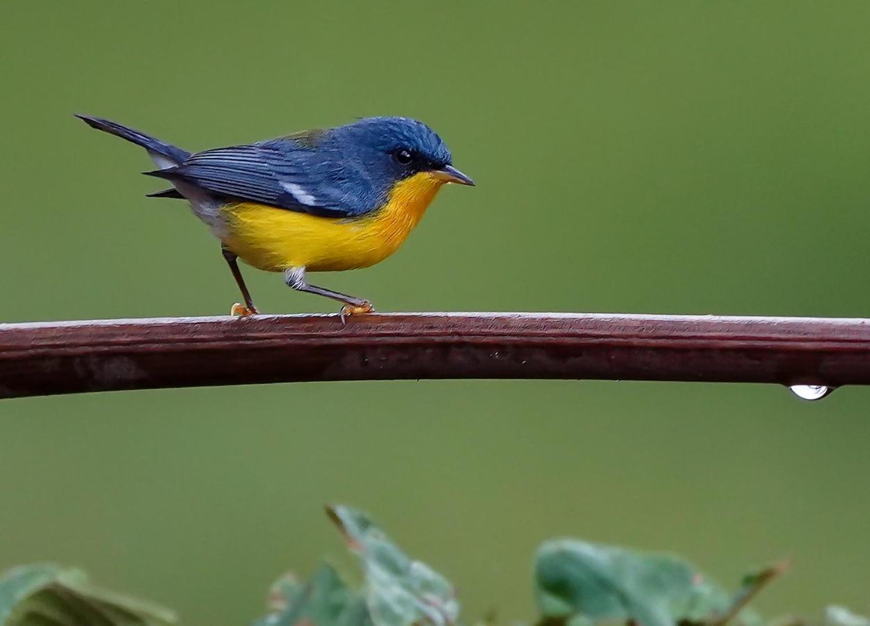 Arte De Plumas Birding Lodge Cartago Kültér fotó