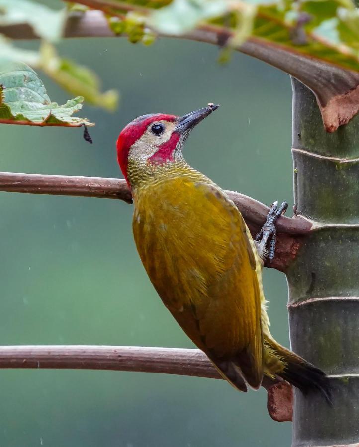 Arte De Plumas Birding Lodge Cartago Kültér fotó