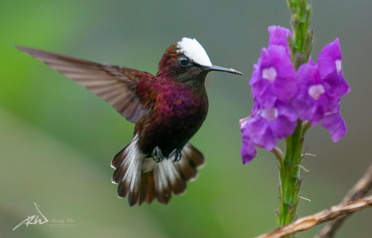 Arte De Plumas Birding Lodge Cartago Kültér fotó