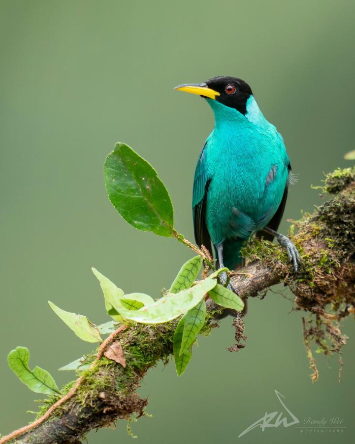 Arte De Plumas Birding Lodge Cartago Kültér fotó