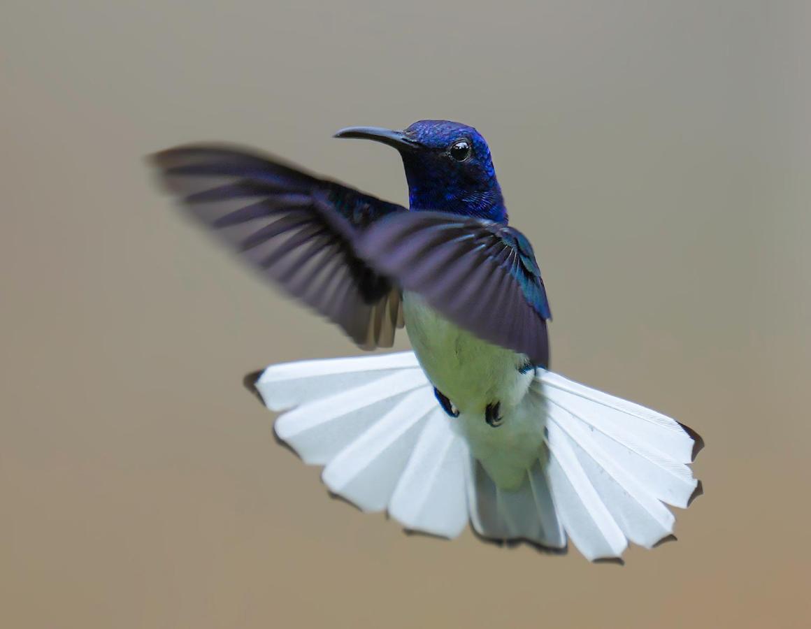 Arte De Plumas Birding Lodge Cartago Kültér fotó