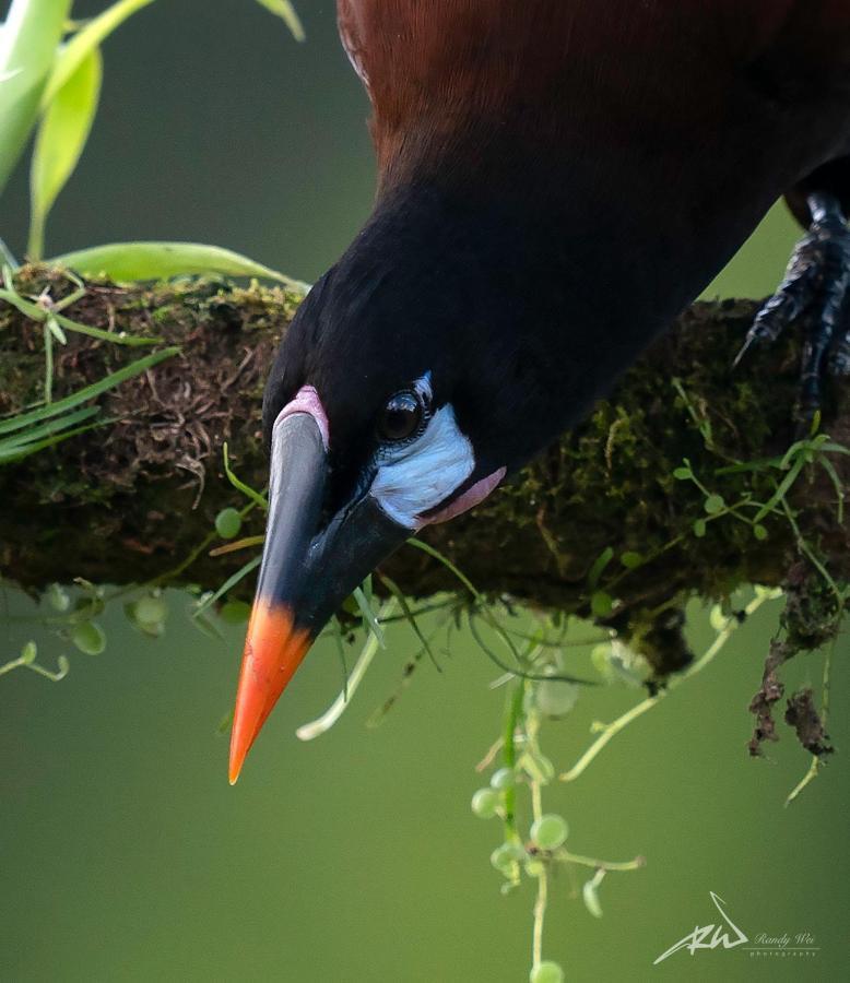 Arte De Plumas Birding Lodge Cartago Kültér fotó