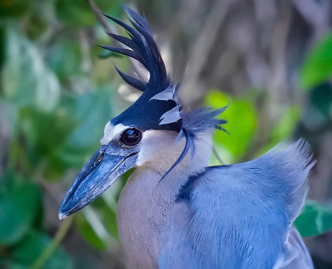 Arte De Plumas Birding Lodge Cartago Kültér fotó