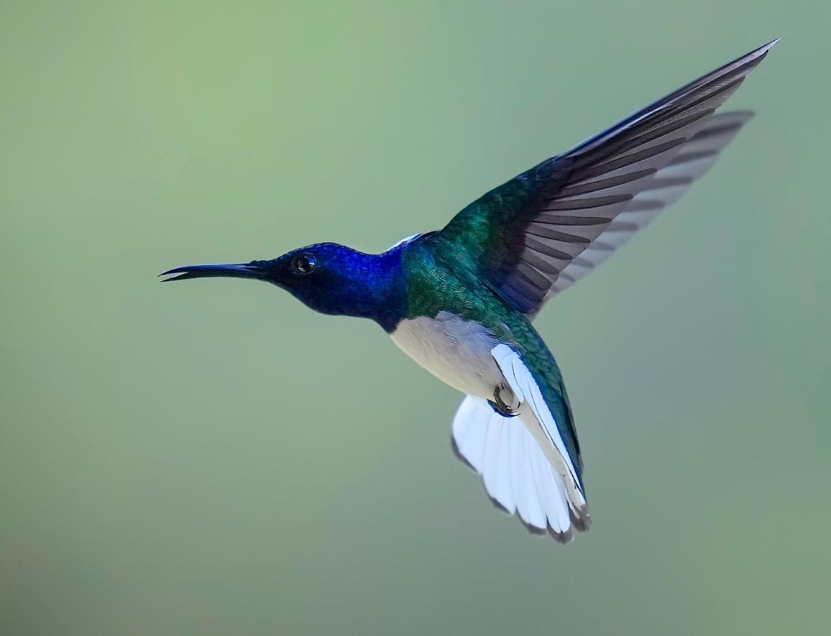 Arte De Plumas Birding Lodge Cartago Kültér fotó