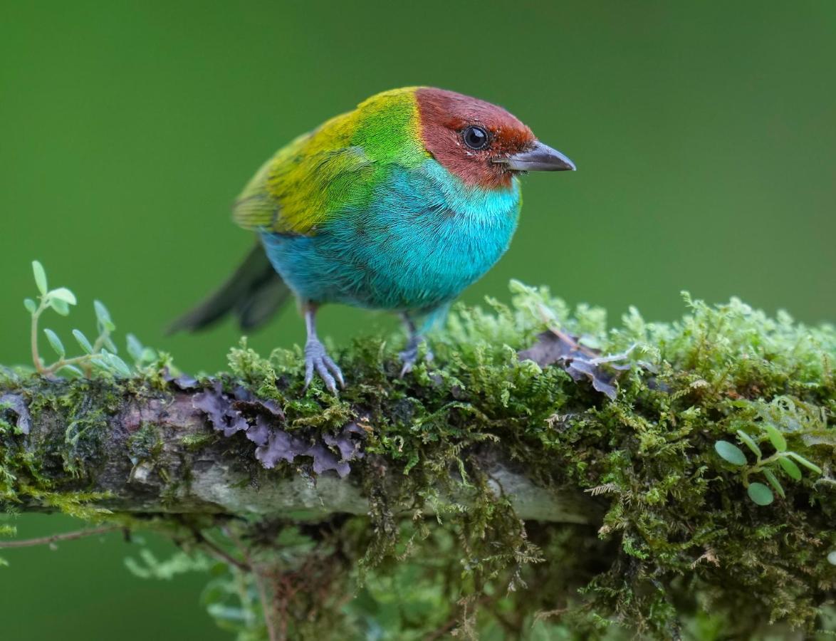 Arte De Plumas Birding Lodge Cartago Kültér fotó