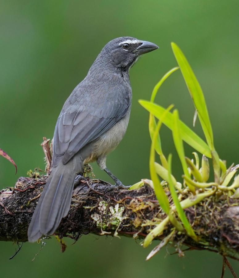 Arte De Plumas Birding Lodge Cartago Kültér fotó