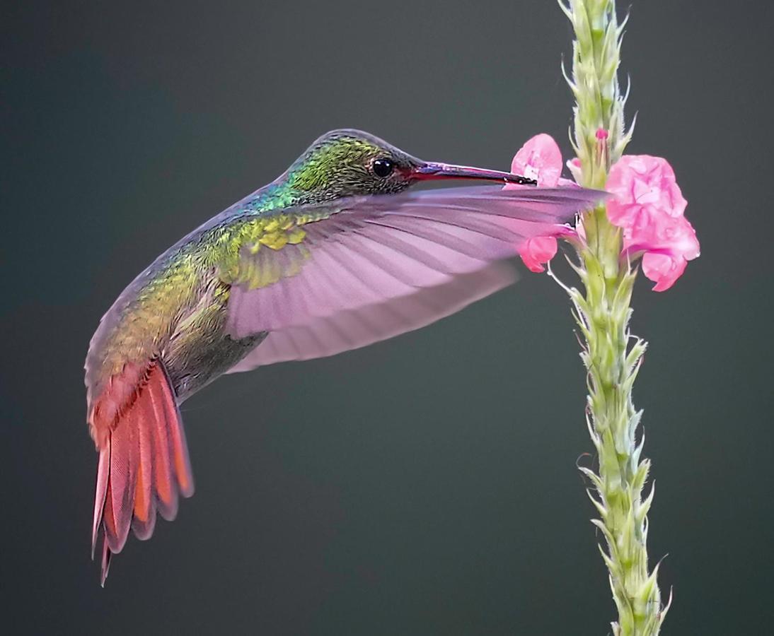 Arte De Plumas Birding Lodge Cartago Kültér fotó